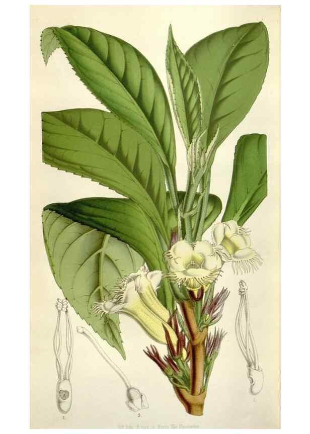 Reproducción/Reproduction 49643761922: Flore des serres et des jardins de l'Europe. A Gand :chez Louis van Houtte, eÌditeur,1845-1880.. 