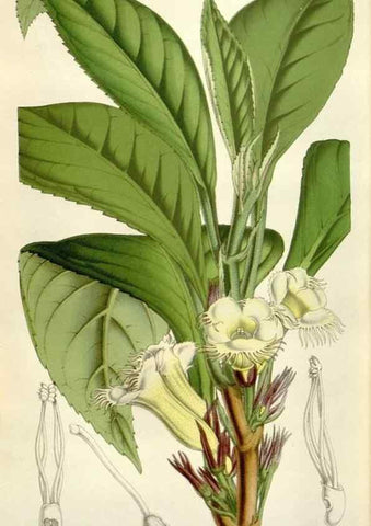 Reproducción/Reproduction 49643761922: Flore des serres et des jardins de l'Europe. A Gand :chez Louis van Houtte, eÌditeur,1845-1880.. 