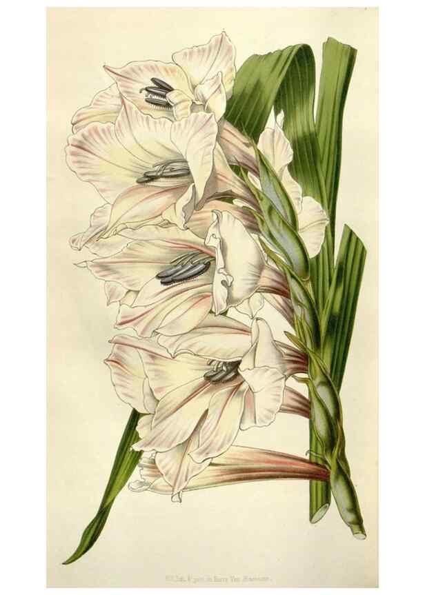 Reproducción/Reproduction 49643485956: Flore des serres et des jardins de l'Europe. A Gand :chez Louis van Houtte, eÌditeur,1845-1880.. 