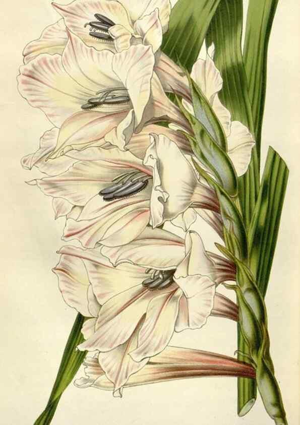 Reproducción/Reproduction 49643485956: Flore des serres et des jardins de l'Europe. A Gand :chez Louis van Houtte, eÌditeur,1845-1880.. 