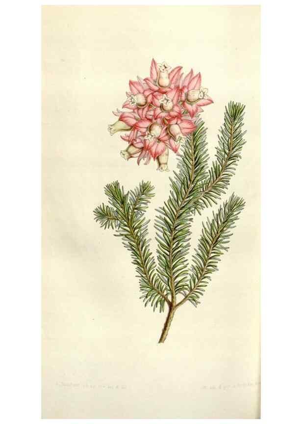 Reproducción/Reproduction 49643486196: Flore des serres et des jardins de l'Europe. A Gand :chez Louis van Houtte, eÌditeur,1845-1880.. 