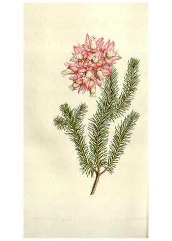 Reproducción/Reproduction 49643486196: Flore des serres et des jardins de l'Europe. A Gand :chez Louis van Houtte, eÌditeur,1845-1880.. 