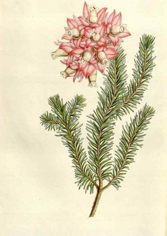 Reproducción/Reproduction 49643486196: Flore des serres et des jardins de l'Europe. A Gand :chez Louis van Houtte, eÌditeur,1845-1880.. 