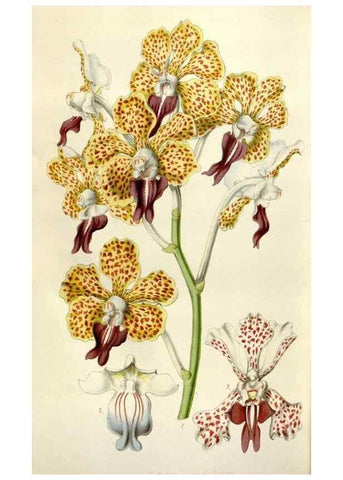 Reproducción/Reproduction 49643762702: Flore des serres et des jardins de l'Europe. A Gand :chez Louis van Houtte, eÌditeur,1845-1880.. 