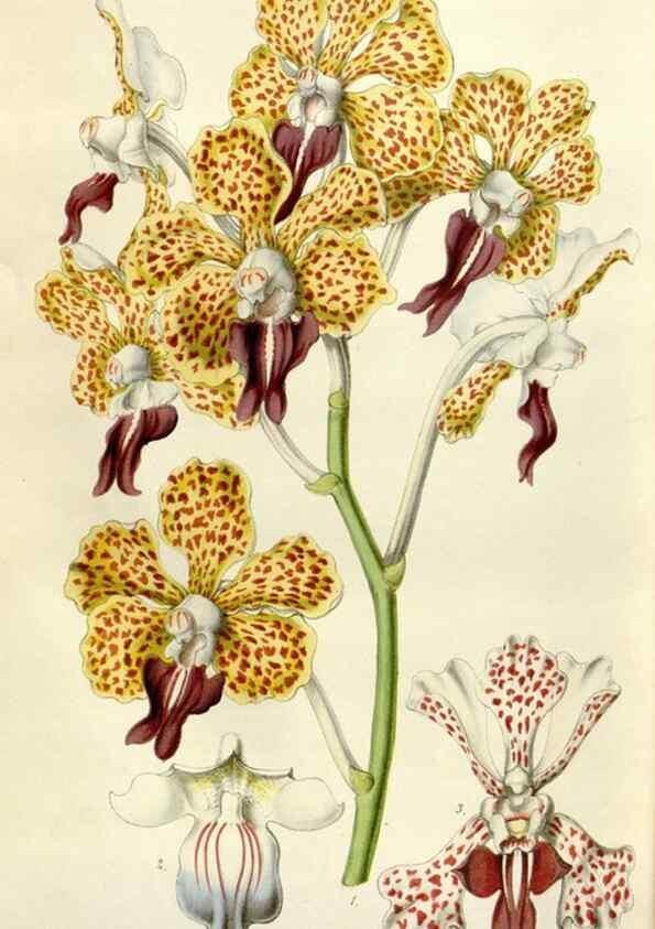 Reproducción/Reproduction 49643762702: Flore des serres et des jardins de l'Europe. A Gand :chez Louis van Houtte, eÌditeur,1845-1880.. 