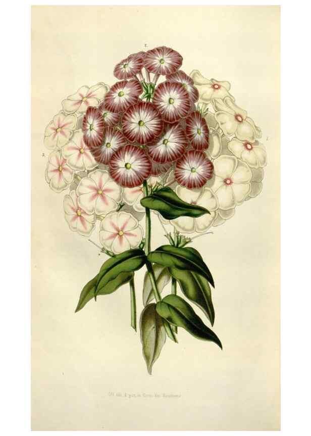 Reproducción/Reproduction 49643486821: Flore des serres et des jardins de l'Europe. A Gand :chez Louis van Houtte, eÌditeur,1845-1880.. 