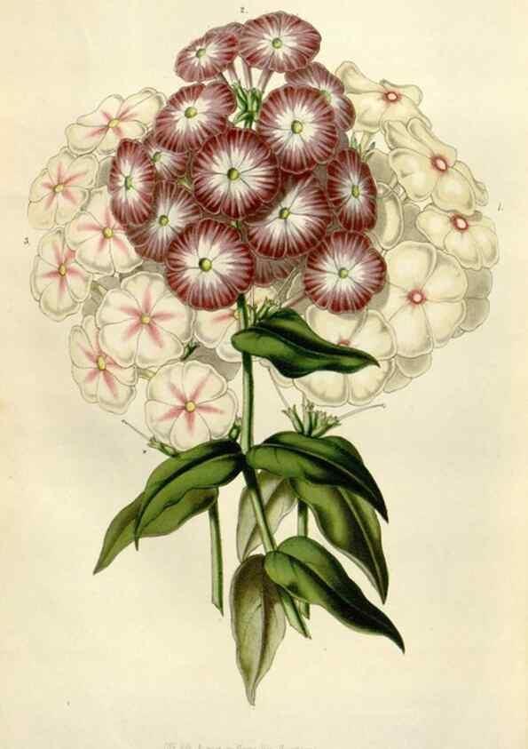 Reproducción/Reproduction 49643486821: Flore des serres et des jardins de l'Europe. A Gand :chez Louis van Houtte, eÌditeur,1845-1880.. 