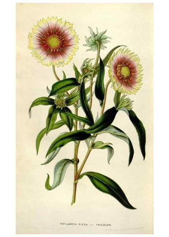 Reproducción/Reproduction 49643763157: Flore des serres et des jardins de l'Europe. A Gand :chez Louis van Houtte, eÌditeur,1845-1880.. 