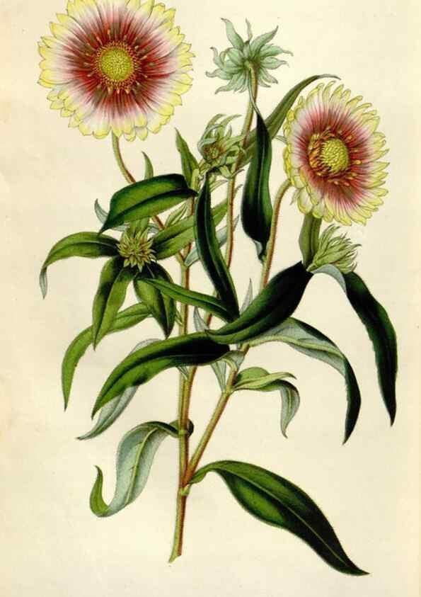 Reproducción/Reproduction 49643763157: Flore des serres et des jardins de l'Europe. A Gand :chez Louis van Houtte, eÌditeur,1845-1880.. 