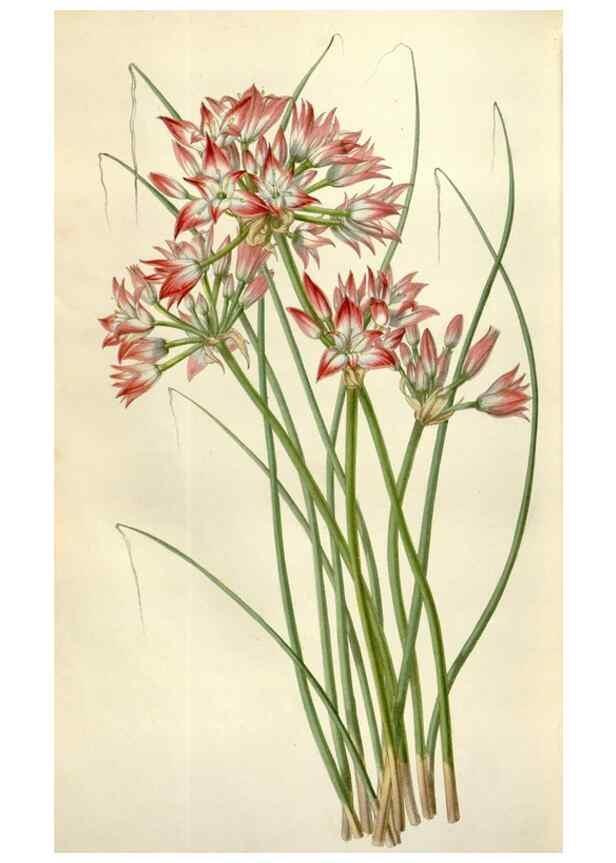 Reproducción/Reproduction 49642960018: Flore des serres et des jardins de l'Europe. A Gand :chez Louis van Houtte, eÌditeur,1845-1880.. 