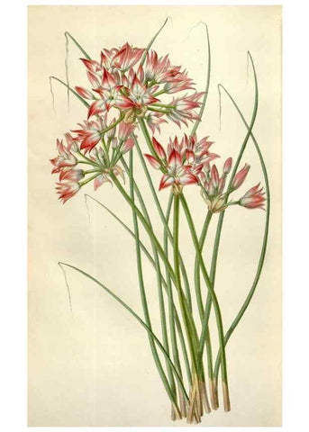 Reproducción/Reproduction 49642960018: Flore des serres et des jardins de l'Europe. A Gand :chez Louis van Houtte, eÌditeur,1845-1880.. 