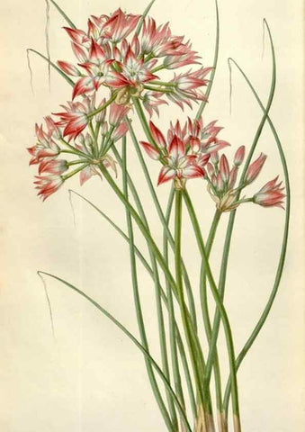 Reproducción/Reproduction 49642960018: Flore des serres et des jardins de l'Europe. A Gand :chez Louis van Houtte, eÌditeur,1845-1880.. 