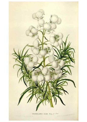 Reproducción/Reproduction 49643761687: Flore des serres et des jardins de l'Europe. A Gand :chez Louis van Houtte, eÌditeur,1845-1880.. 