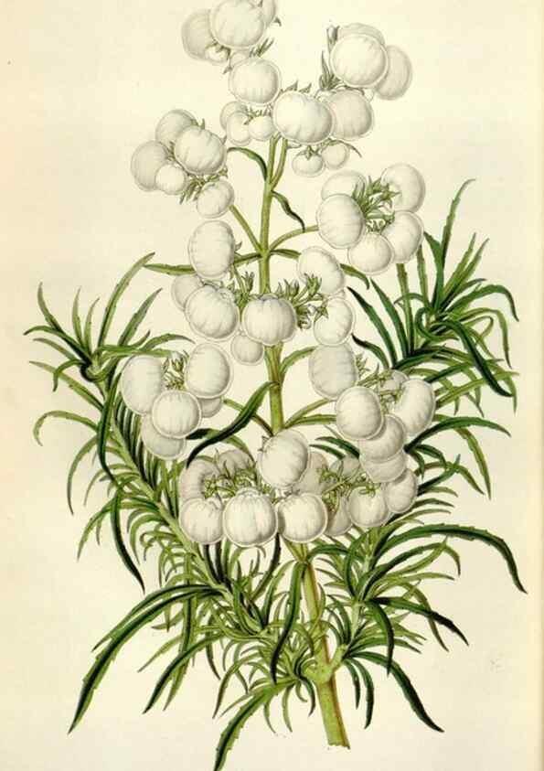 Reproducción/Reproduction 49643761687: Flore des serres et des jardins de l'Europe. A Gand :chez Louis van Houtte, eÌditeur,1845-1880.. 