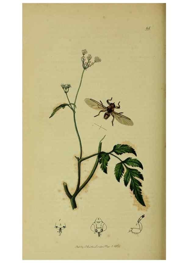 Reproducción/Reproduction 49640951411: British entomology :. London,Printed for the author,1823-1840 [i.e. 1840].. 