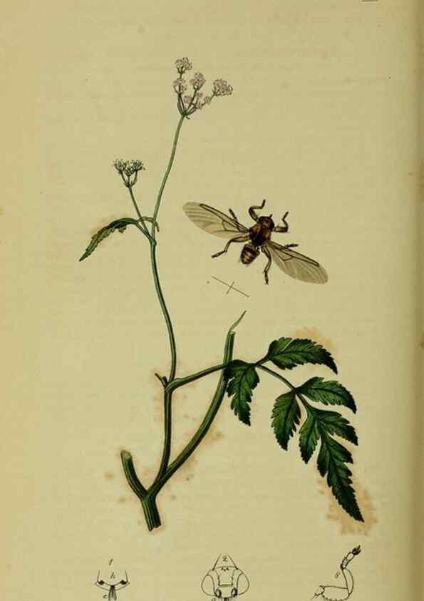 Reproducción/Reproduction 49640951411: British entomology :. London,Printed for the author,1823-1840 [i.e. 1840].. 