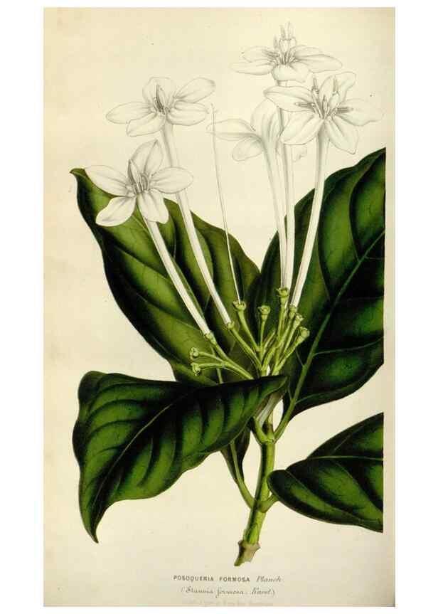 Reproducción/Reproduction 49643472371: Flore des serres et des jardins de l'Europe. A Gand :chez Louis van Houtte, eÌditeur,1845-1880.. 