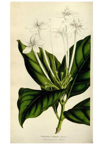 Reproducción/Reproduction 49643472371: Flore des serres et des jardins de l'Europe. A Gand :chez Louis van Houtte, eÌditeur,1845-1880.. 
