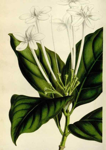 Reproducción/Reproduction 49643472371: Flore des serres et des jardins de l'Europe. A Gand :chez Louis van Houtte, eÌditeur,1845-1880.. 