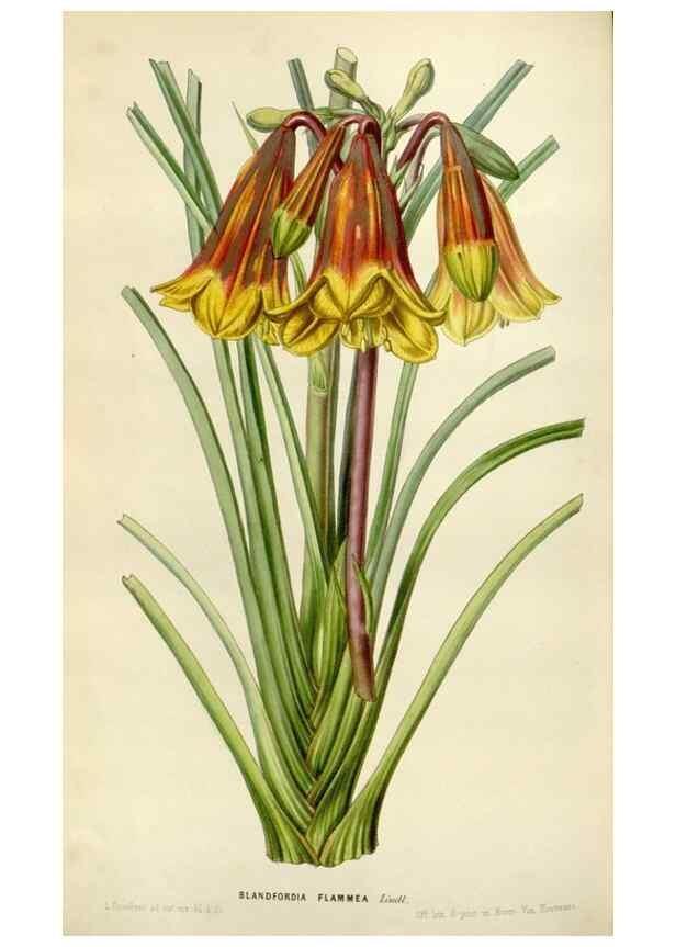 Reproducción/Reproduction 49643471726: Flore des serres et des jardins de l'Europe. A Gand :chez Louis van Houtte, eÌditeur,1845-1880.. 