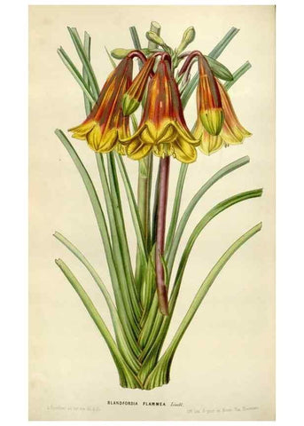 Reproducción/Reproduction 49643471726: Flore des serres et des jardins de l'Europe. A Gand :chez Louis van Houtte, eÌditeur,1845-1880.. 