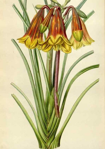 Reproducción/Reproduction 49643471726: Flore des serres et des jardins de l'Europe. A Gand :chez Louis van Houtte, eÌditeur,1845-1880.. 