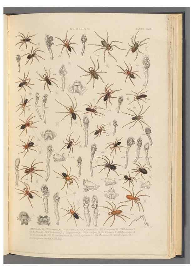 Reproducción/Reproduction 49643689957: A history of the spiders of Great Britain and Ireland /. London :Published for the Ray Society by Robert Hardwicke,1861-1864.. 