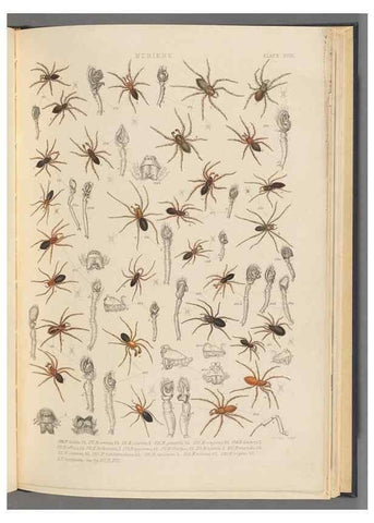 Reproducción/Reproduction 49643689957: A history of the spiders of Great Britain and Ireland /. London :Published for the Ray Society by Robert Hardwicke,1861-1864.. 