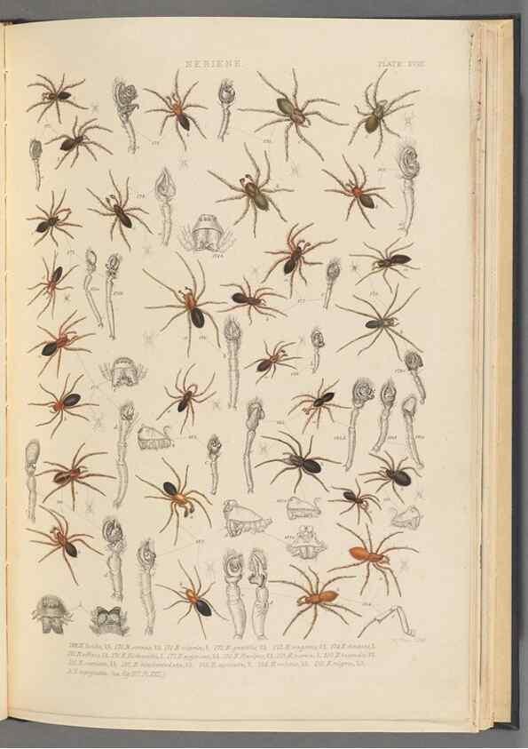 Reproducción/Reproduction 49643689957: A history of the spiders of Great Britain and Ireland /. London :Published for the Ray Society by Robert Hardwicke,1861-1864.. 