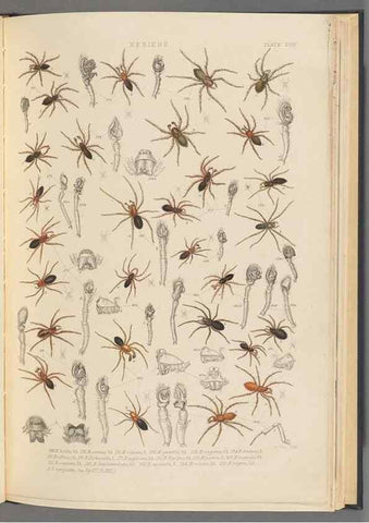 Reproducción/Reproduction 49643689957: A history of the spiders of Great Britain and Ireland /. London :Published for the Ray Society by Robert Hardwicke,1861-1864.. 