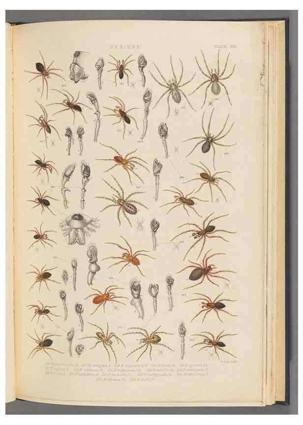 Reproducción/Reproduction 49643415351: A history of the spiders of Great Britain and Ireland /. London :Published for the Ray Society by Robert Hardwicke,1861-1864.. 