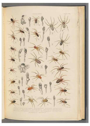 Reproducción/Reproduction 49643415351: A history of the spiders of Great Britain and Ireland /. London :Published for the Ray Society by Robert Hardwicke,1861-1864.. 