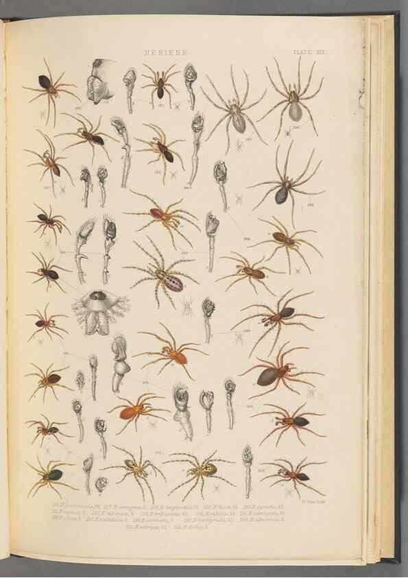Reproducción/Reproduction 49643415351: A history of the spiders of Great Britain and Ireland /. London :Published for the Ray Society by Robert Hardwicke,1861-1864.. 