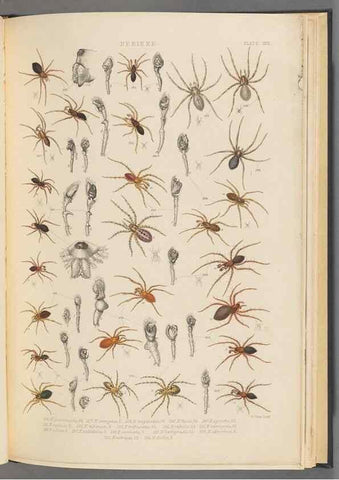 Reproducción/Reproduction 49643415351: A history of the spiders of Great Britain and Ireland /. London :Published for the Ray Society by Robert Hardwicke,1861-1864.. 