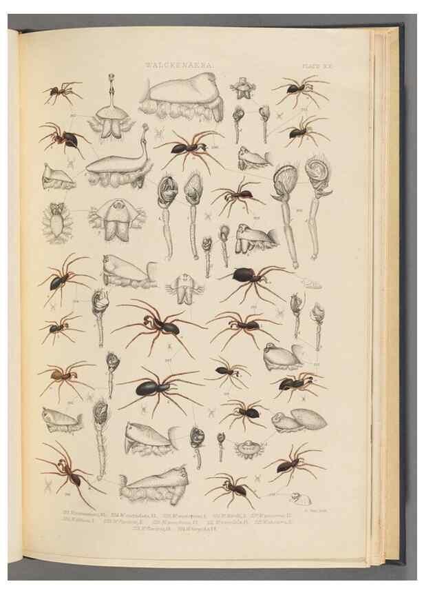 Reproducción/Reproduction 49643690322: A history of the spiders of Great Britain and Ireland /. London :Published for the Ray Society by Robert Hardwicke,1861-1864.. 