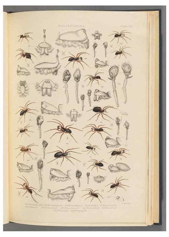 Reproducción/Reproduction 49643690322: A history of the spiders of Great Britain and Ireland /. London :Published for the Ray Society by Robert Hardwicke,1861-1864.. 