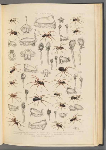 Reproducción/Reproduction 49643690322: A history of the spiders of Great Britain and Ireland /. London :Published for the Ray Society by Robert Hardwicke,1861-1864.. 