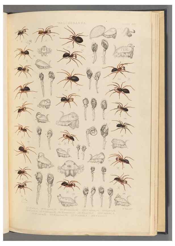 Reproducción/Reproduction 49642888588: A history of the spiders of Great Britain and Ireland /. London :Published for the Ray Society by Robert Hardwicke,1861-1864.. 