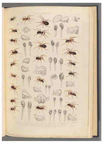 Reproducción/Reproduction 49642888588: A history of the spiders of Great Britain and Ireland /. London :Published for the Ray Society by Robert Hardwicke,1861-1864.. 