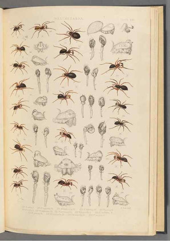 Reproducción/Reproduction 49642888588: A history of the spiders of Great Britain and Ireland /. London :Published for the Ray Society by Robert Hardwicke,1861-1864.. 