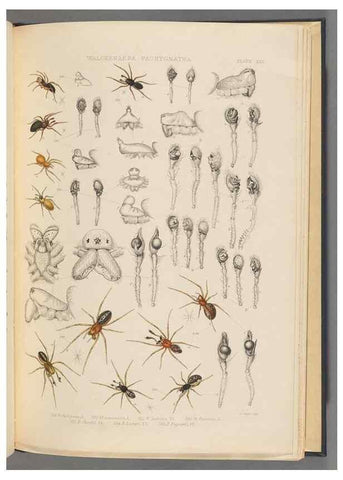 Reproducción/Reproduction 49643690617: A history of the spiders of Great Britain and Ireland /. London :Published for the Ray Society by Robert Hardwicke,1861-1864.. 