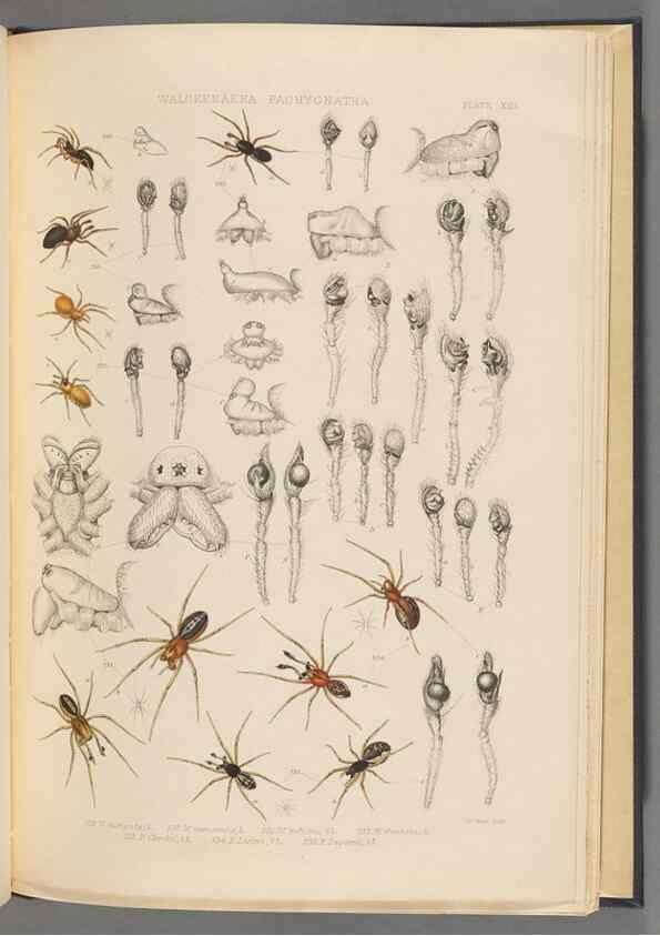 Reproducción/Reproduction 49643690617: A history of the spiders of Great Britain and Ireland /. London :Published for the Ray Society by Robert Hardwicke,1861-1864.. 