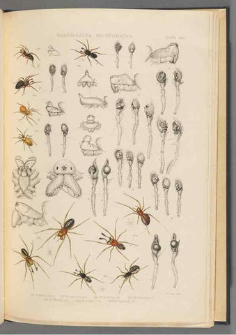 Reproducción/Reproduction 49643690617: A history of the spiders of Great Britain and Ireland /. London :Published for the Ray Society by Robert Hardwicke,1861-1864.. 
