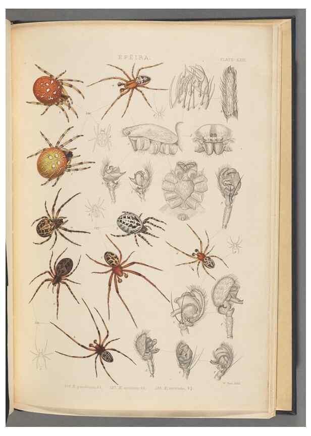 Reproducción/Reproduction 49643415956: A history of the spiders of Great Britain and Ireland /. London :Published for the Ray Society by Robert Hardwicke,1861-1864.. 