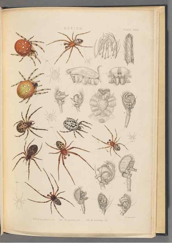 Reproducción/Reproduction 49643415956: A history of the spiders of Great Britain and Ireland /. London :Published for the Ray Society by Robert Hardwicke,1861-1864.. 