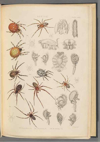 Reproducción/Reproduction 49643415956: A history of the spiders of Great Britain and Ireland /. London :Published for the Ray Society by Robert Hardwicke,1861-1864.. 