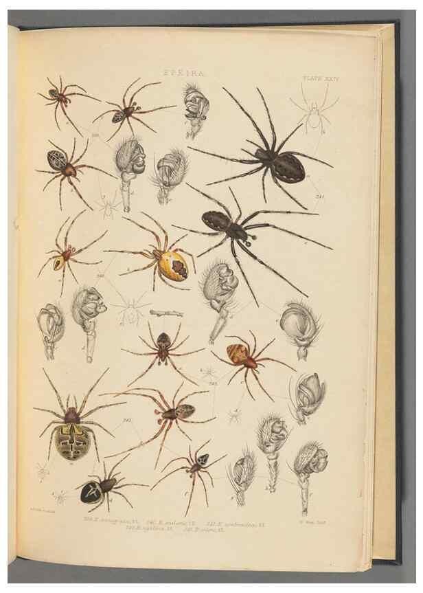 Reproducción/Reproduction 49643690962: A history of the spiders of Great Britain and Ireland /. London :Published for the Ray Society by Robert Hardwicke,1861-1864.. 