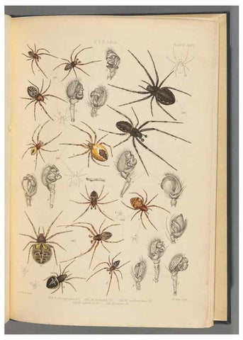 Reproducción/Reproduction 49643690962: A history of the spiders of Great Britain and Ireland /. London :Published for the Ray Society by Robert Hardwicke,1861-1864.. 