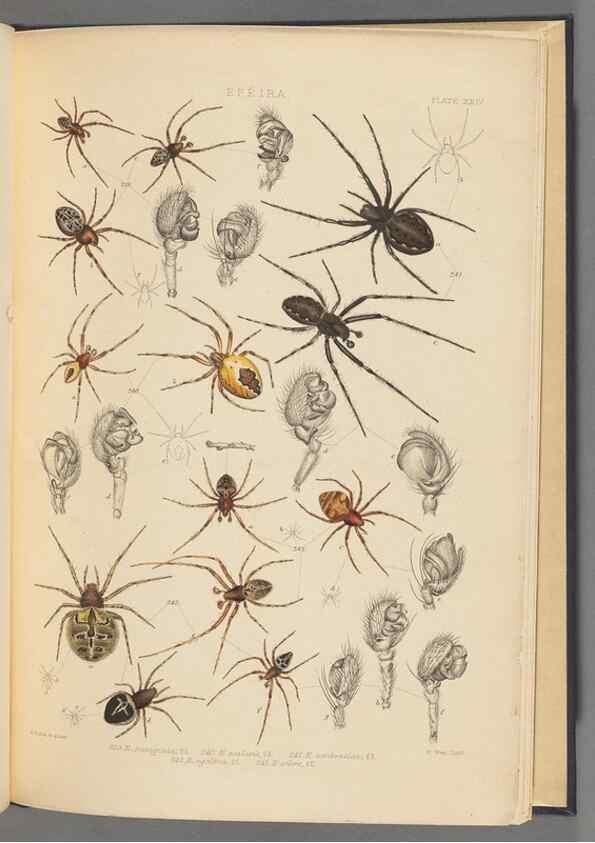 Reproducción/Reproduction 49643690962: A history of the spiders of Great Britain and Ireland /. London :Published for the Ray Society by Robert Hardwicke,1861-1864.. 