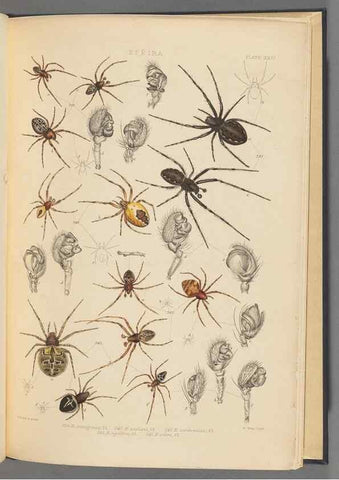Reproducción/Reproduction 49643690962: A history of the spiders of Great Britain and Ireland /. London :Published for the Ray Society by Robert Hardwicke,1861-1864.. 